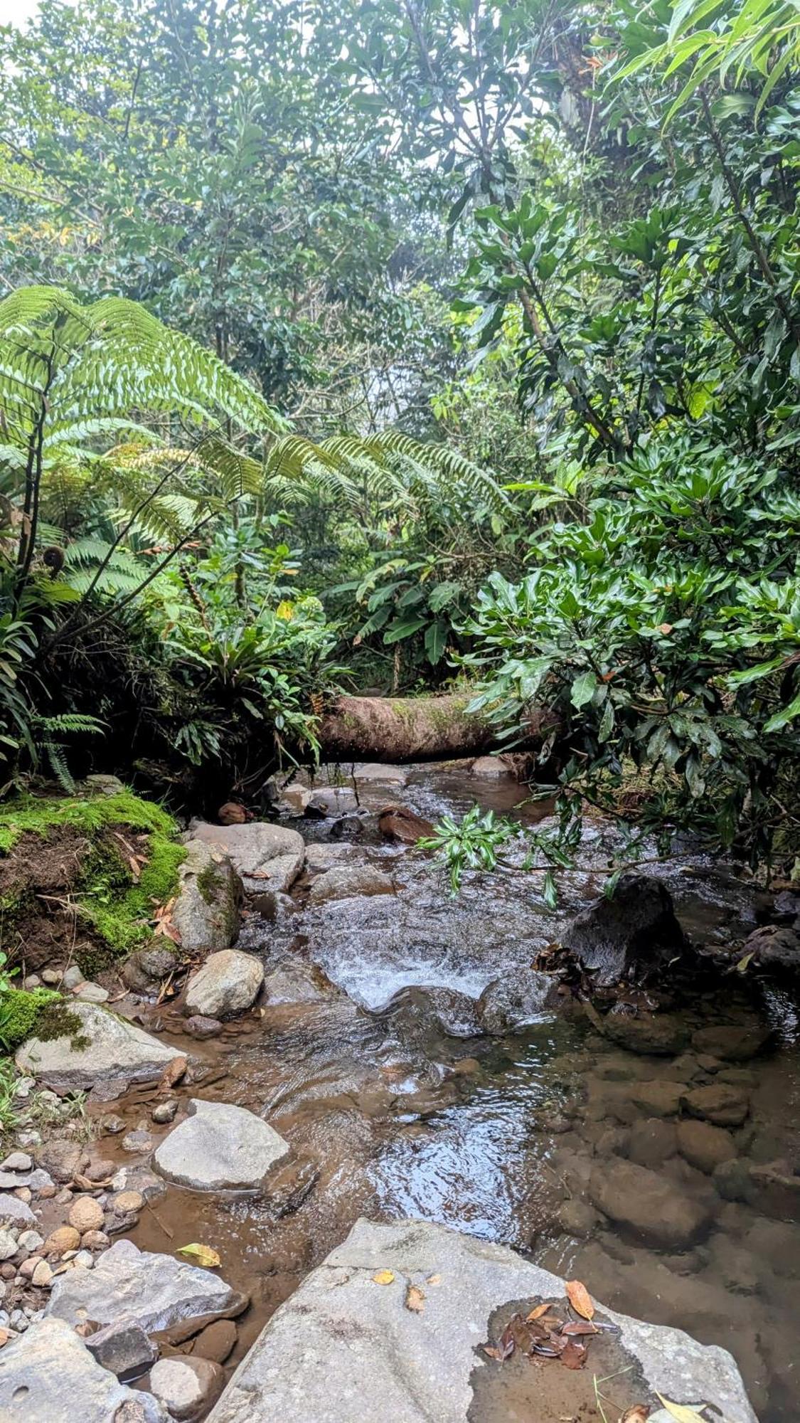 Olingo Monteverde Dış mekan fotoğraf